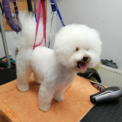 Animalia Spa dla Psa